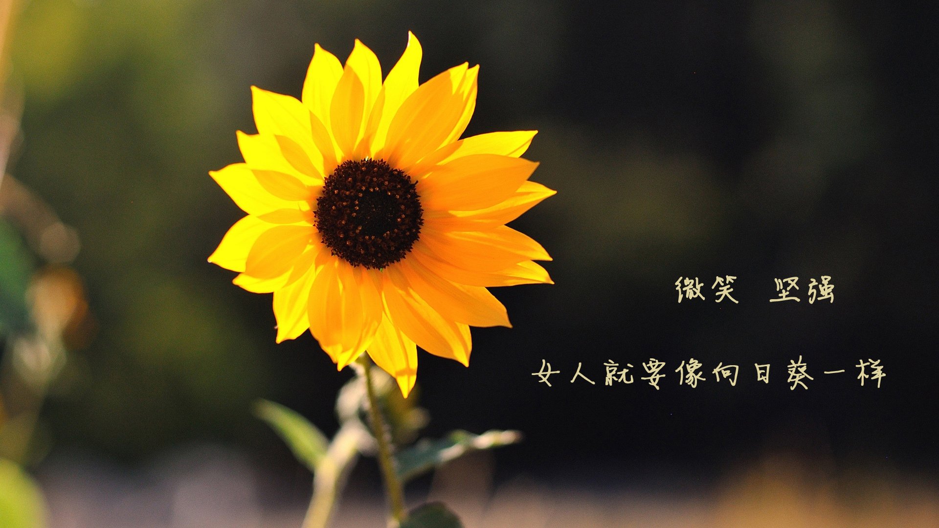 世界杯逆转传奇：英雄再现，奇迹不断！，世界杯惊天大逆转